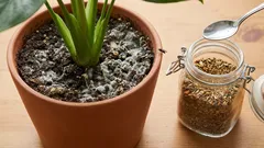 Is er schimmel in de potgrond of zitten er veel vliegen in? Kruiden kunnen helpen.