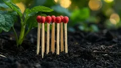 Waarom lucifers op een komkommerbed verbranden: een vreemd ritueel dat beschermt tegen echte meeldauw